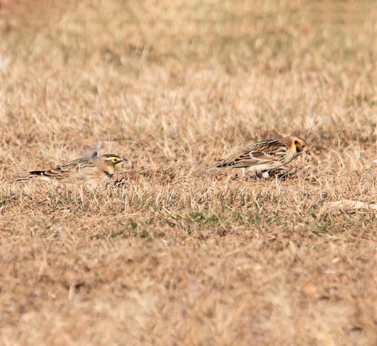 Birders scan the Parade Ground carefully for unusual species such as this Lapland Longspur, foraging in the grass with Horned Larks. Photo: Anders Peltomaa
