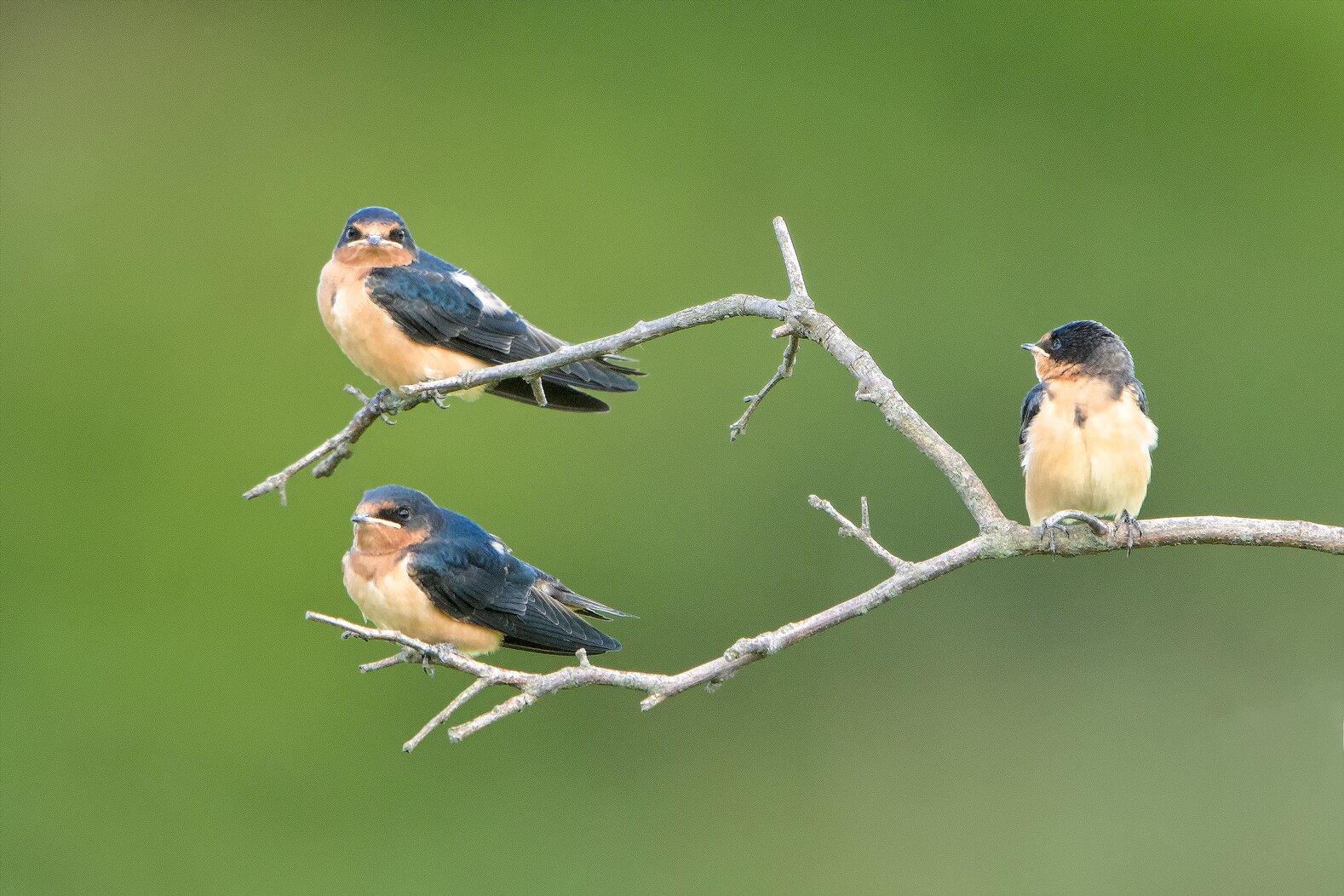 Barn Swallows, not found nesting in Central Park in 1998, were confirmed as breeding in 2008. In 2020, this species was confirmed nesting in all five boroughs of New York City by volunteers for the NY State Breeding Bird Atlas. Photo: Lloyd Spitalnik