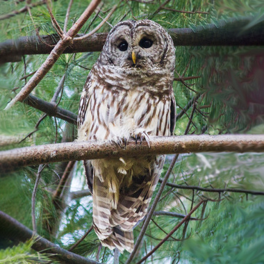Several species of owl, including the round-headed Barred Owl, may visit Pelham Bay Park in the wintertime. Photo: <a href="http://www.cityislandbirds.com" target="_blank">Jack Rothman</a>