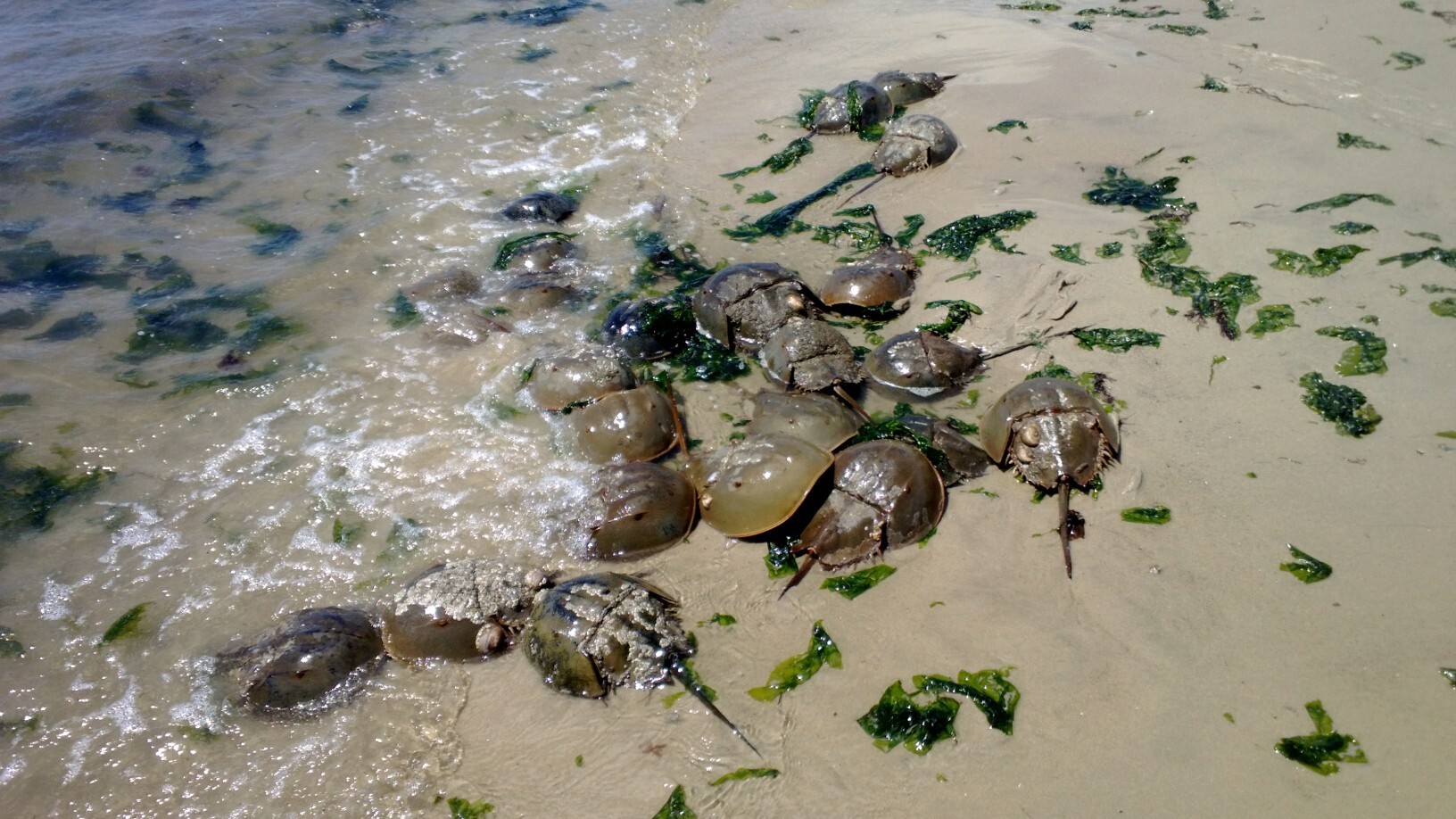 Spawning Atlantic Horseshoe Crabs. Photo: Ann Seligman