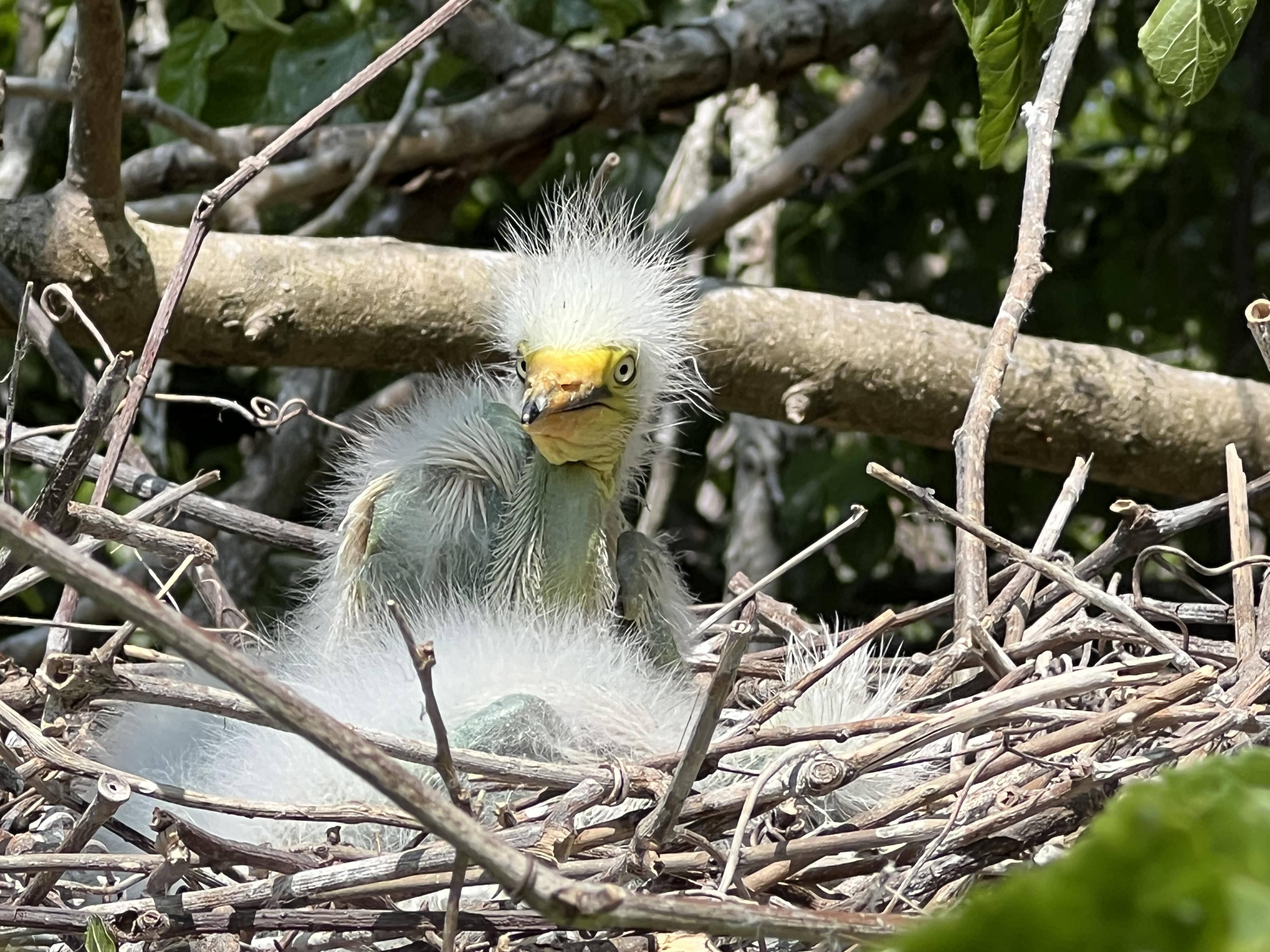 Great Egret chick. Photo: NYC Audubon