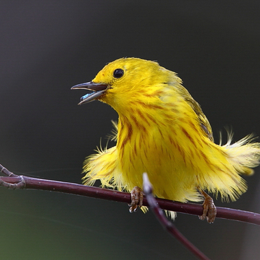 Yellow Warblers nest in larger parks across New York City. Photo: Joshua Parrott/Audubon Photography Awards