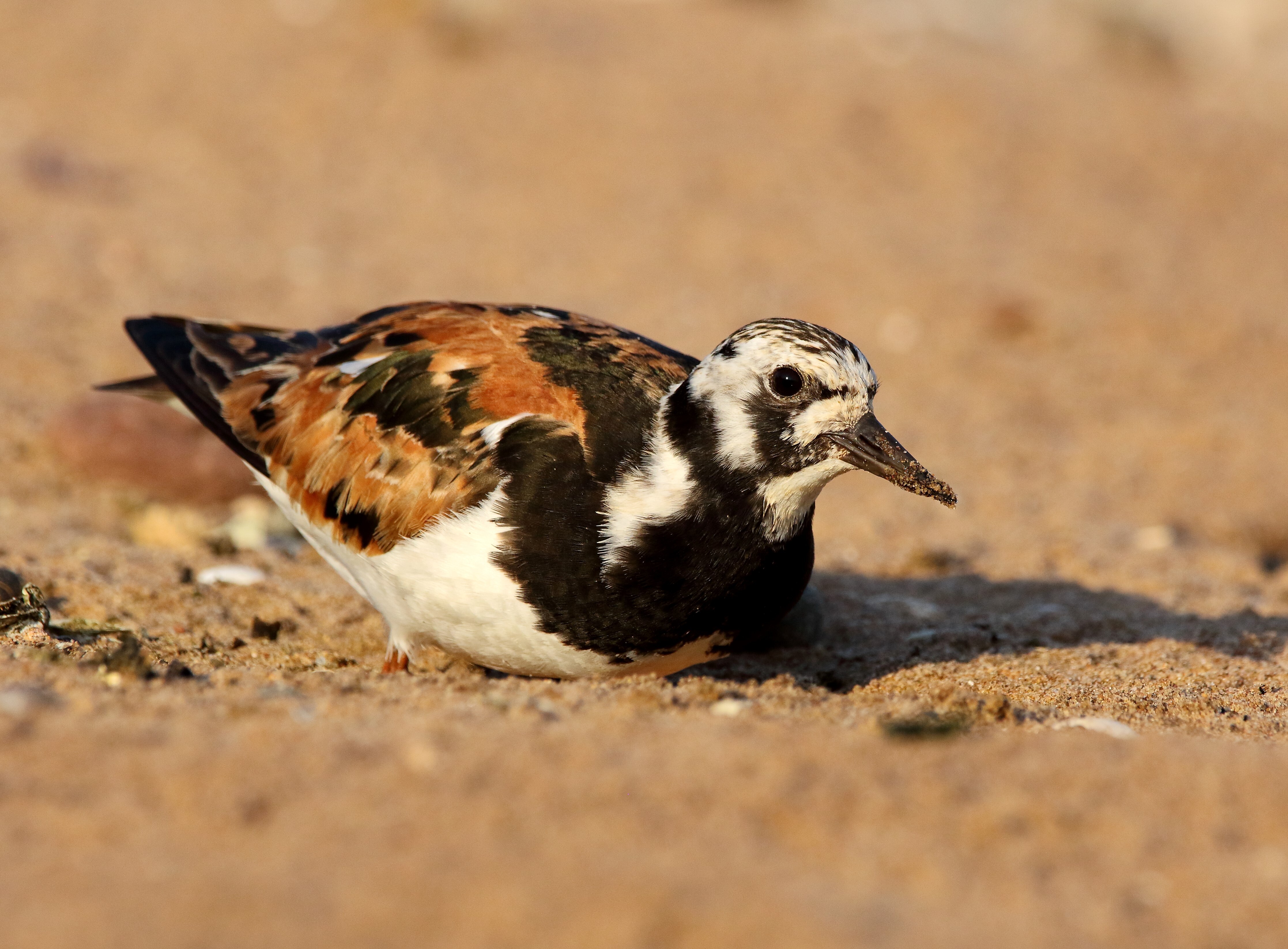 A Ruddy Turnstone takes a rest on Wolfe's Pond Beach. Photo: <a href="https://www.flickr.com/photos/120553232@N02/" target="_blank">Isaac Grant</a>