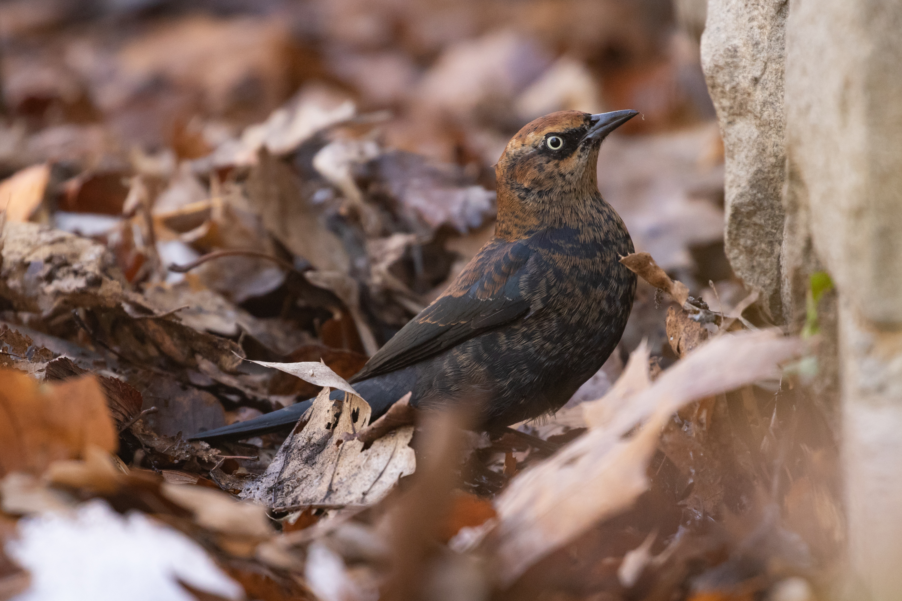 Check the leaf-strewn edges of Acme Pond for Rusty Blackbirds in the wintertime. Photo: <a href="https://www.flickr.com/photos/144871758@N05/" target="_blank">Ryan F. Mandelbaum</a>
