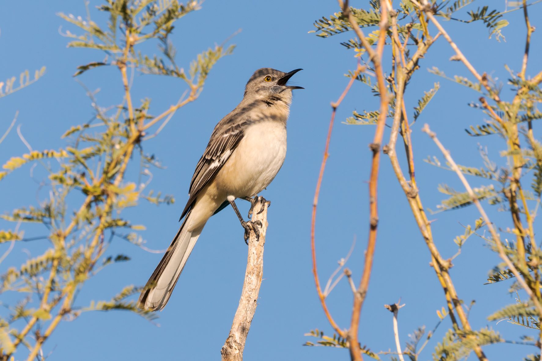 The male Northern Mockingbird can master a repertoire of over 100 songs. <a href="https://www.flickr.com/photos/themikebot/4829517096/" target="_blank">Photo</a>: Rick Cameron<a href="https://www.flickr.com/photos/rickcameron/45875743424/" target="_blank" >CC BY-NC-ND 2.0</a>