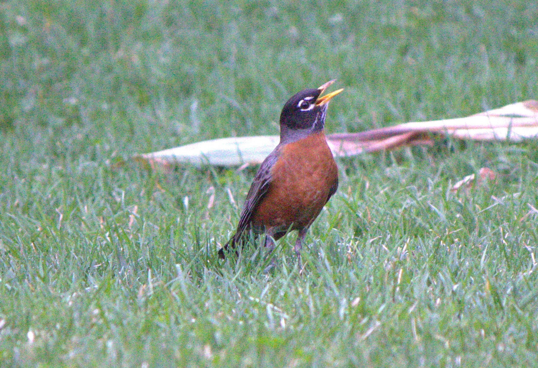 The American Robin produces a high-pitched call that alerts other birds to the presence of a bird of prey. <a href="https://www.flickr.com/photos/beaumontpete/7012088291/" target="_blank">Photo</a>: Beaumontpete/<a href="https://creativecommons.org/licenses/by-nc-nd/2.0/" target="_blank" >CC BY-NC-ND 2.0</a>