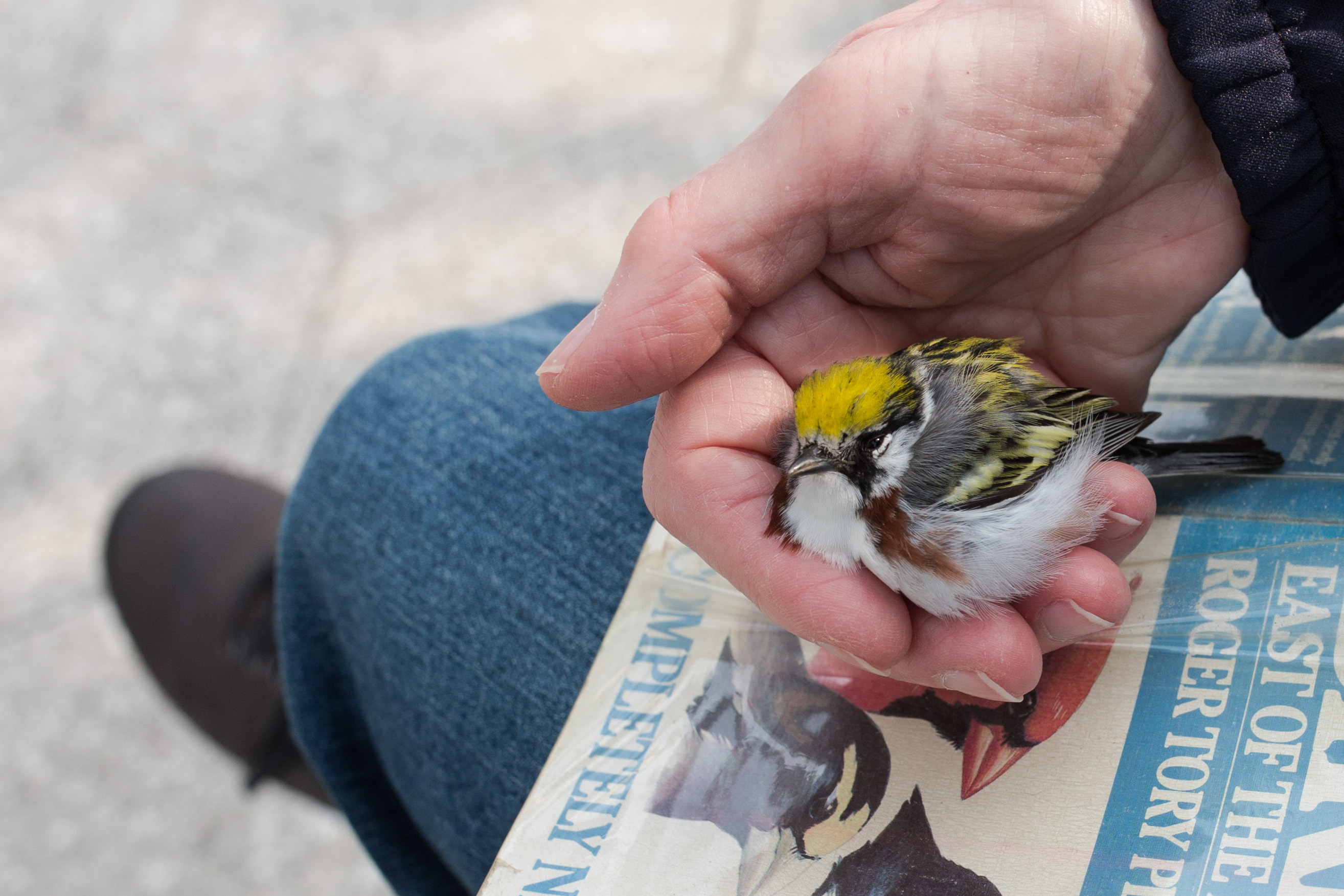 A stunned Chestnut-sided Warbler rests in the hand of a Project Safe Flight volunteer. Photo: Sophie Butcher