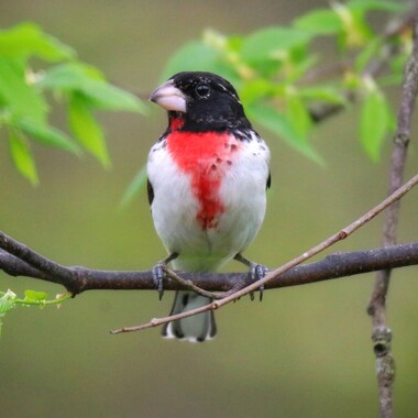 
The robin-like song of the Rose-breasted Grosbeak may be heard in the woodlands of Van Cortlandt Park. <a href="https://www.flickr.com/photos/87792096@N00/40108862180/" target="_blank">Photo</a>: Mark Moschell/<a href="https://creativecommons.org/licenses/by-nc/2.0/" target="_blank" >CC BY-NC 2.0</a>
