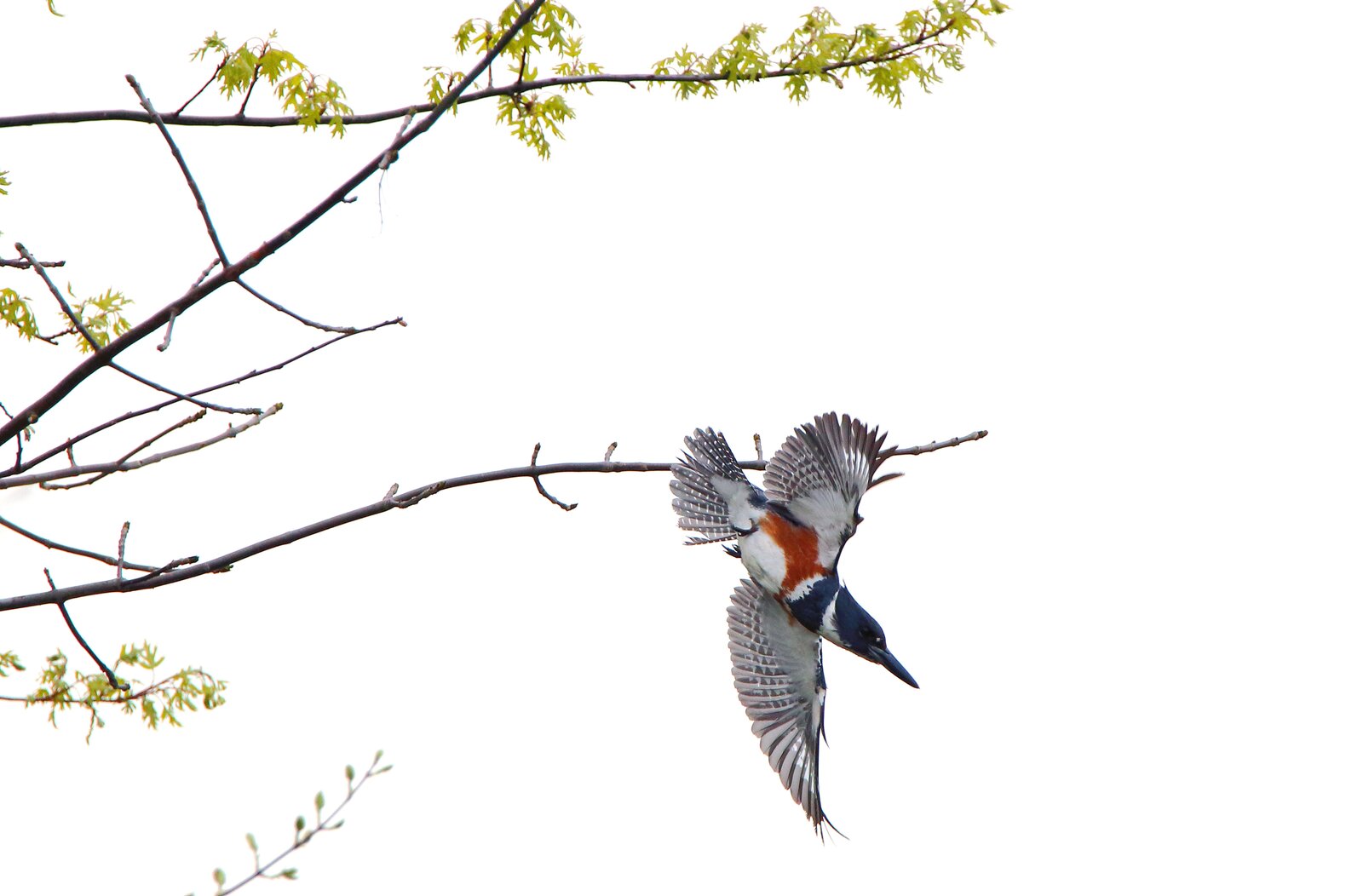 A female Belted Kingfisher takes off in Mount Loretto. Photo: Lawrence Pugliares