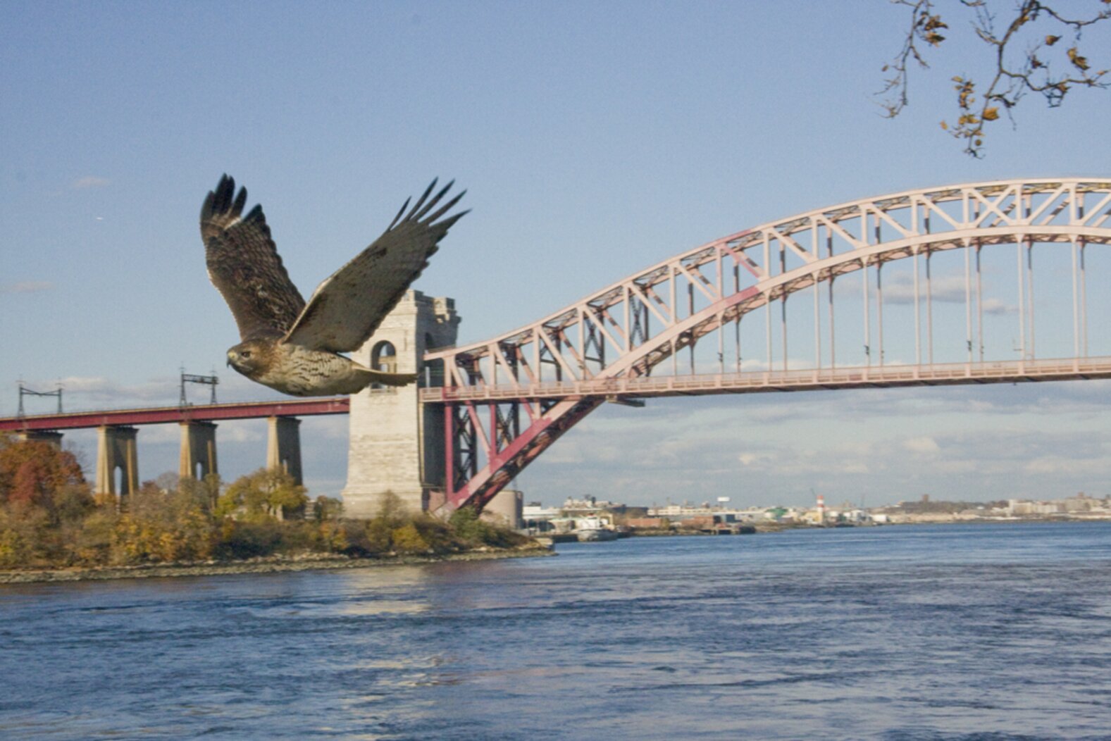 A Red-tailed Hawk flies by the Hell Gate Bridge. Photo: John Timmer