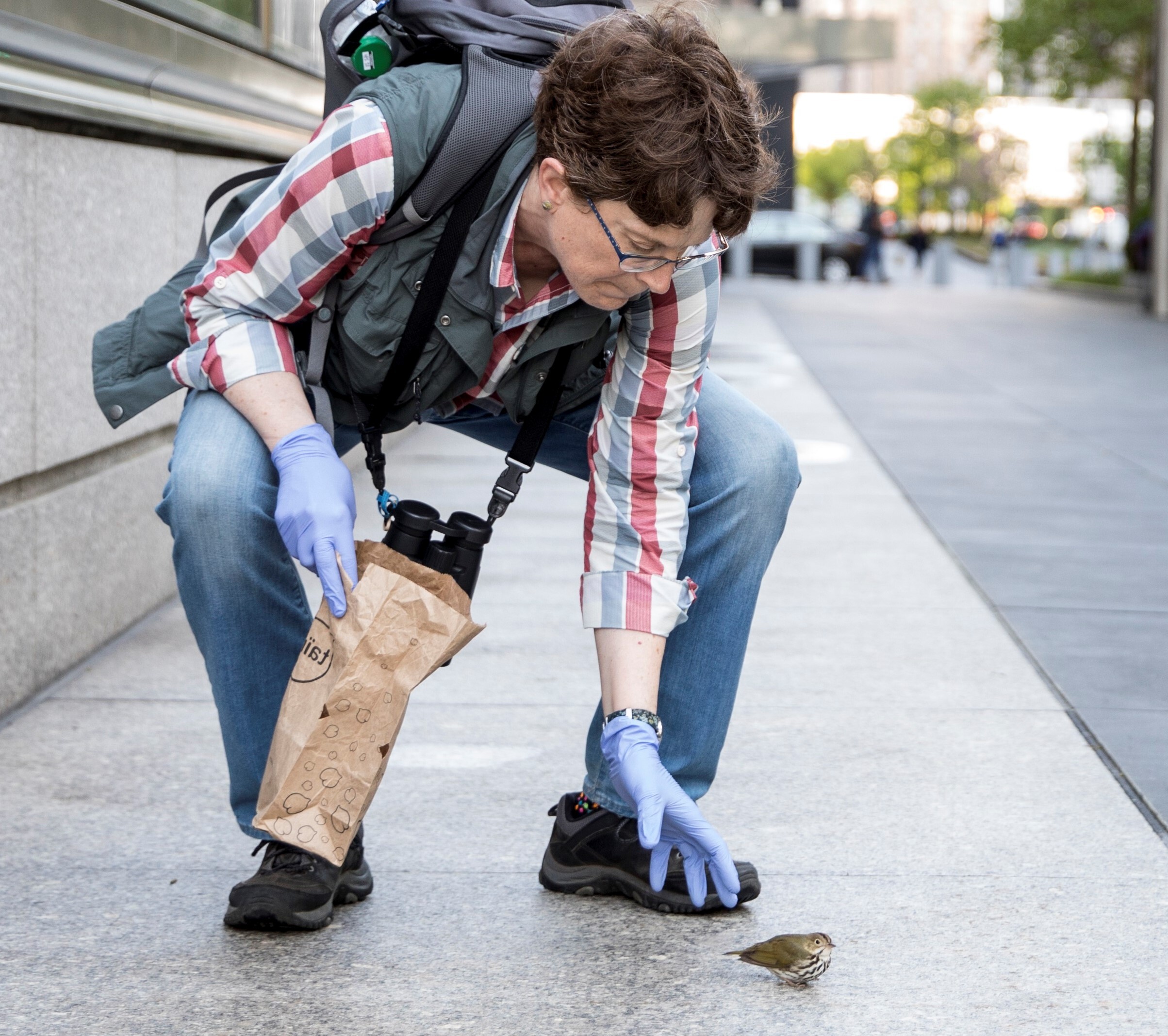 Collision monitor Cynthia Guile gently picks up an Ovenbird stunned in a window collision. Photo: Sophie Butcher