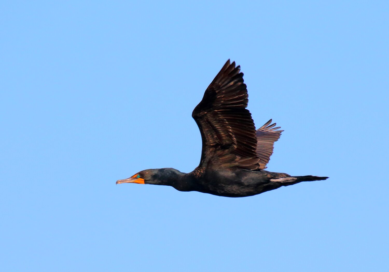 Watch for fly-by Double-crested Cormorants, which nest on nearby Mill Rock Island. Photo: Isaac Grant