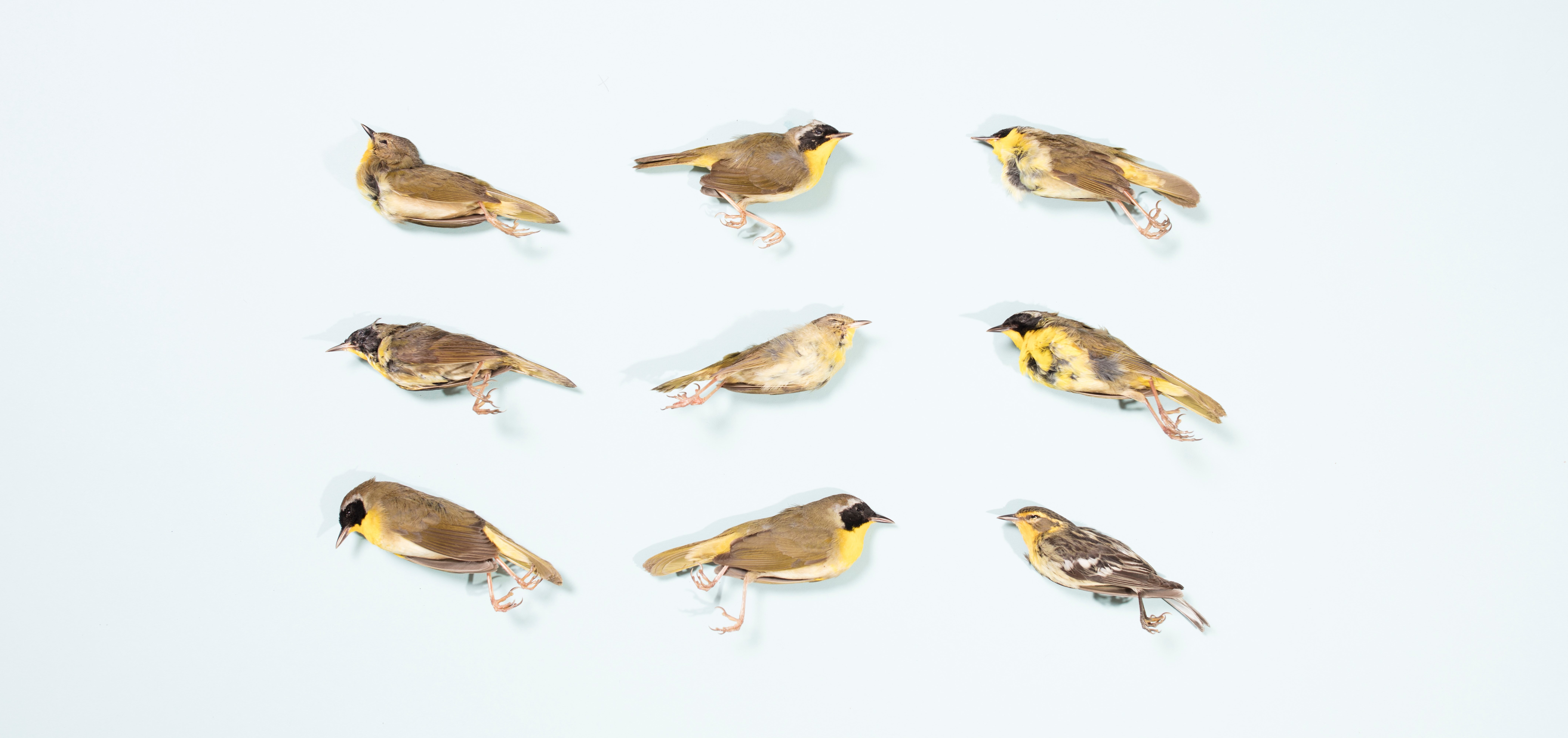 Among the warblers, the Common Yellowthroat is the most frequently found collision victim in New York City—but 32 warbler species have been found here, including the Blackburnian Warbler (bottom right). Photo: Sophie Butcher