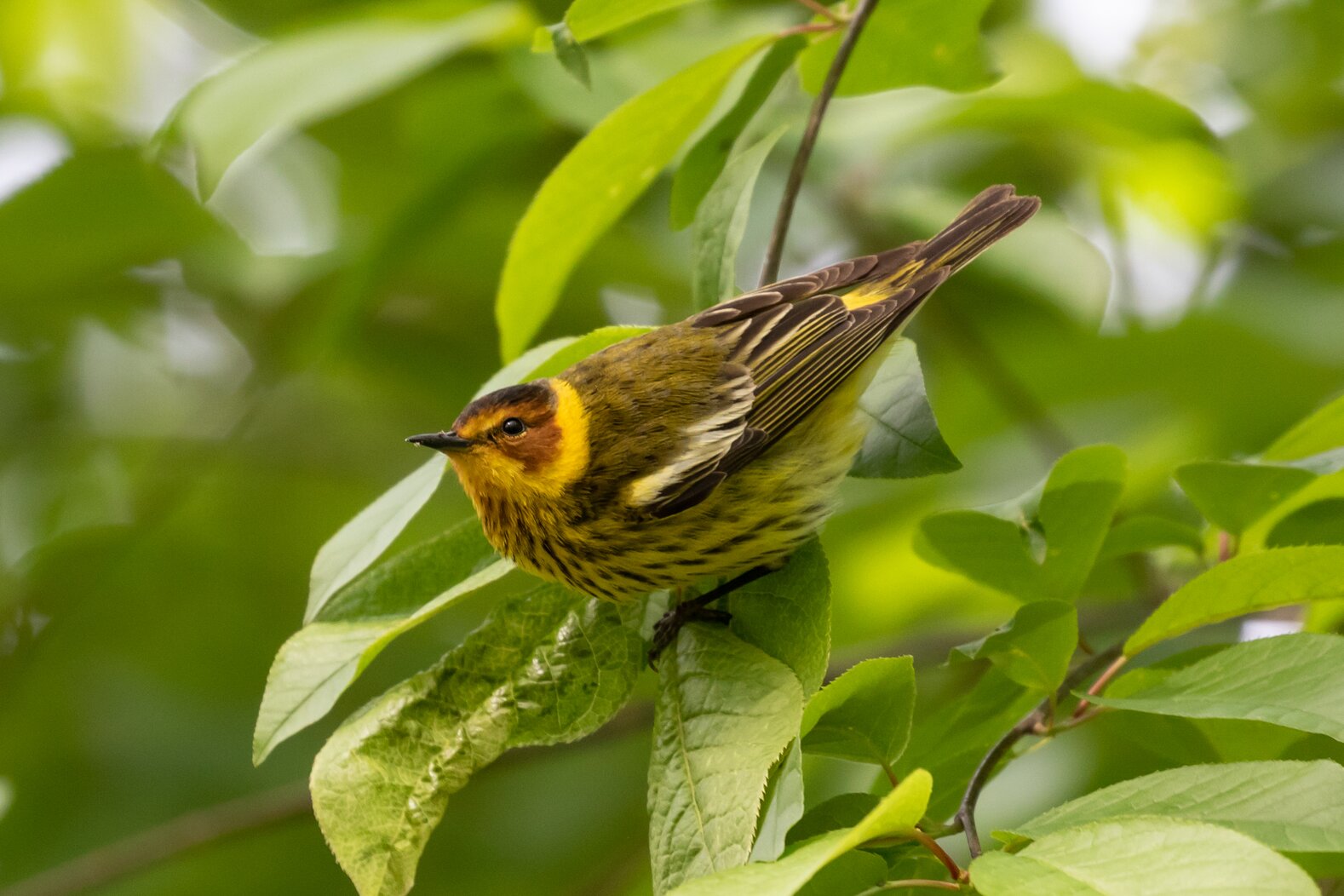 Prospect Park is one of the City’s principal migrant hotspots, attracting over 30 species of warbler each year, including the Cape May Warbler. Photo: Ryan F. Mandelbaum