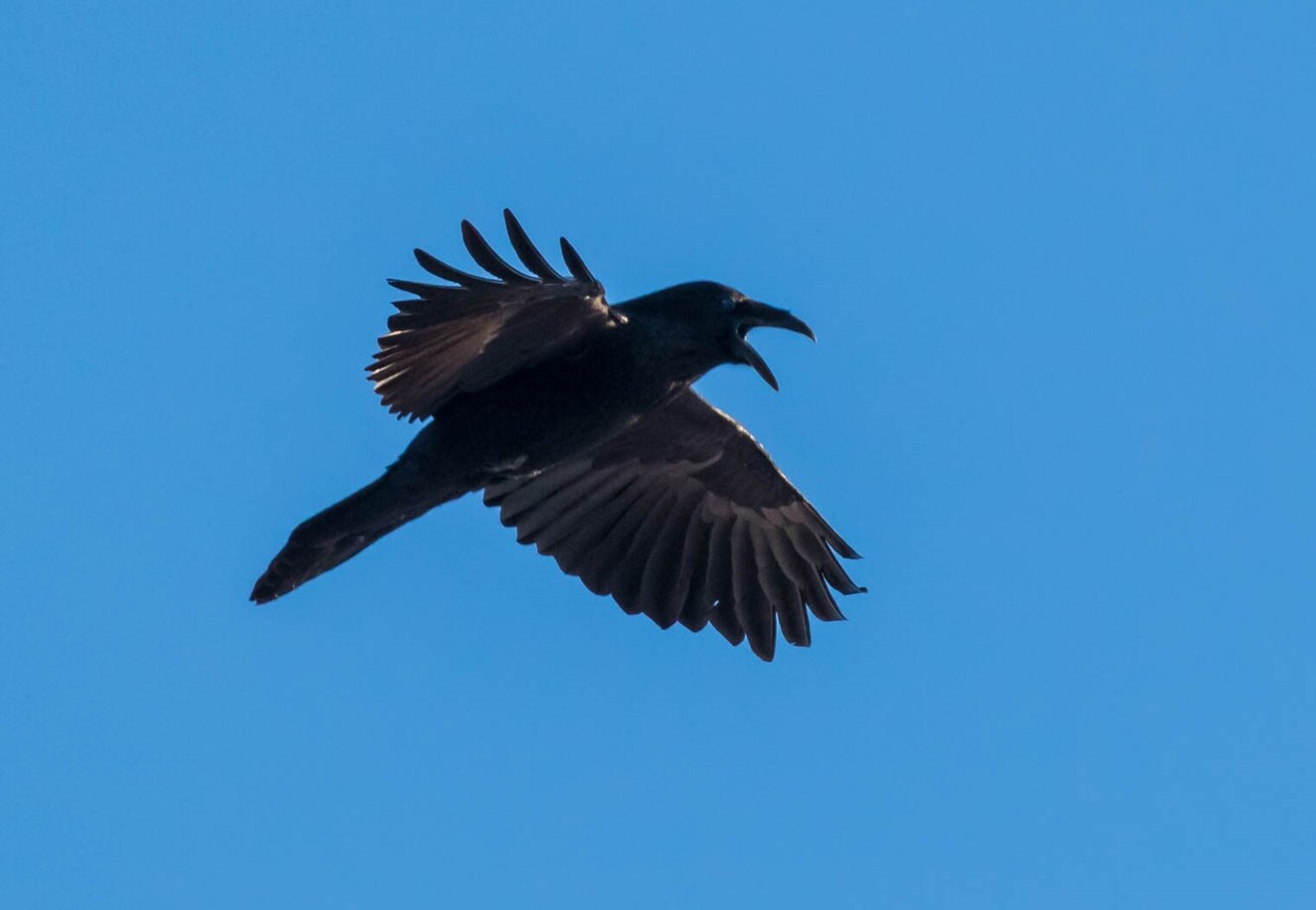 Common Ravens have recently become year-round, nesting residents in New York City. Photo: Andrew Reding/CC BY-NC-ND 2.0