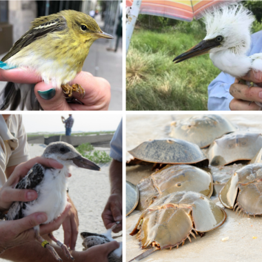 Clockwise from upper left: rescued Blackpoll Warbler, banded Snowy Egret, spawning horseshoe crabs, and banded Black Skimmer. Photos: NYC Audubon