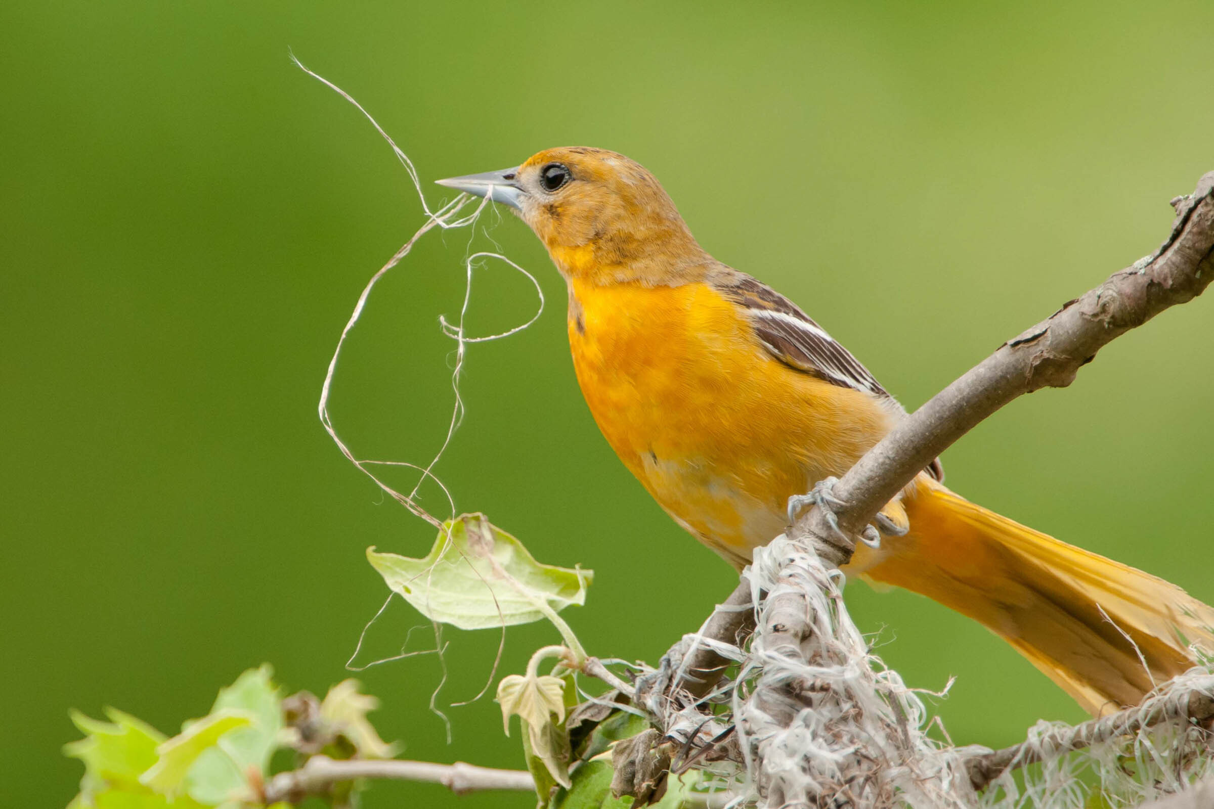 Baltimore Orioles breed on the grounds of Wave Hill. (Here, a female gathers nesting material that she will weave into her hanging nest.) Photo: Mark Boyd/Audubon Photography Awards