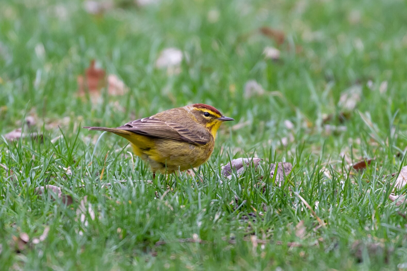 Tail-bobbing Palm Warblers are frequent visitors to the Madison Square Park’s lawn and low shrub borders. Photo: Ryan F. Mandelbaum