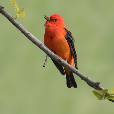 Scarlet Tanagers migrate through our parks and may nest in Cunningham Park. Photo: <a href="https://www.lilibirds.com/" target="_blank">David Speiser</a>