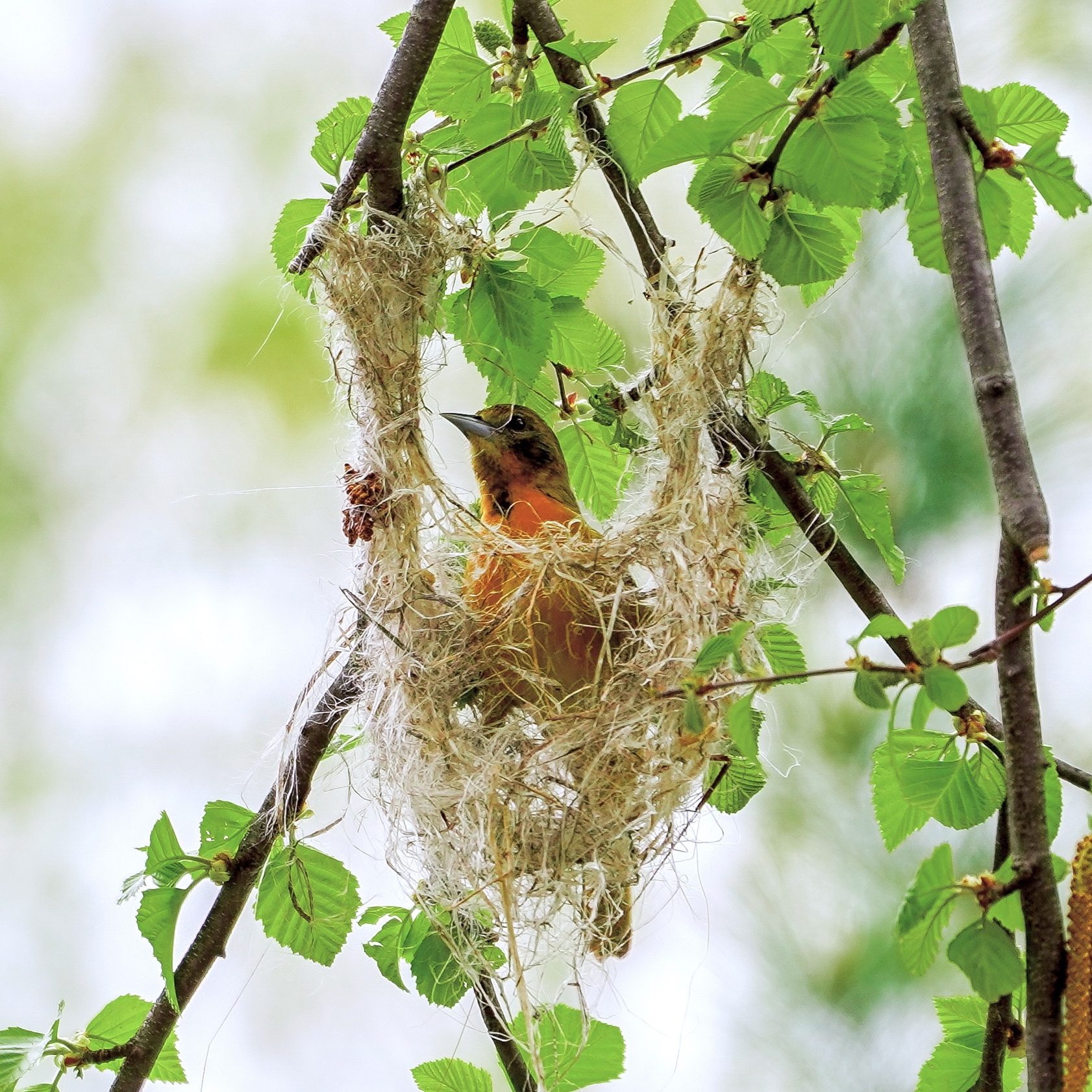 The Baltimore Oriole nests in all five boroughs and is a common breeding bird in Van Cortlandt Park. <a href="https://www.flickr.com/photos/johnanes/41372537174/" target="_blank">Photo</a>: John Anes/<a href="https://creativecommons.org/licenses/by-sa/2.0/" target="_blank" >CC BY-SA 2.0</a>
