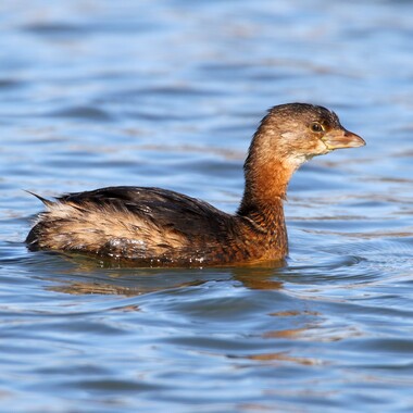 The Pied-billed Grebe visits our area during migration and over the winter. 
Photo: <a href="https://www.flickr.com/photos/120553232@N02/" target="_blank">Isaac Grant</a>