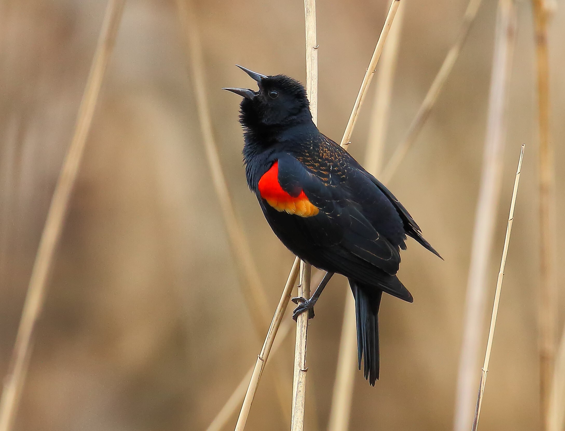 Red-winged Blackbirds nest in the wetlands of Conference House Park. Photo: Lawrence Pugliares