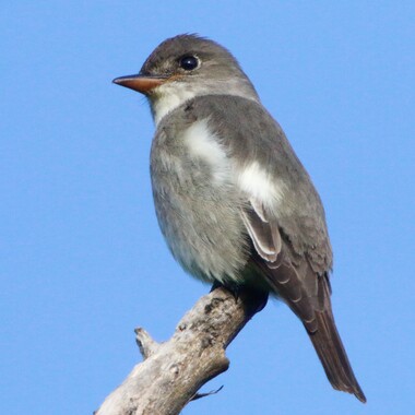 During migration, Olive-sided Flycatchers are sometimes found perched a top snags in Conference House Park. <a href="https://www.flickr.com/photos/danstreiffert/45946112212/" target="_blank">Photo</a>: Dan Streiffert/<a href="https://creativecommons.org/licenses/by-nc/2.0/" target="_blank" >CC BY-NC 2.0</a>