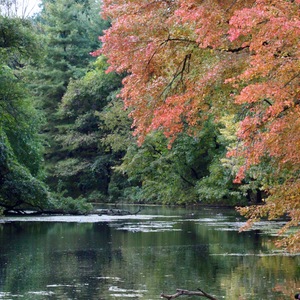 The waterways of Prospect Park offer habitat for many bird species, including breeding Wood Duck and Green Heron. Photo: <a href="https://www.flickr.com/photos/144871758@N05/" target="_blank">Ryan F. Mandelbaum</a>