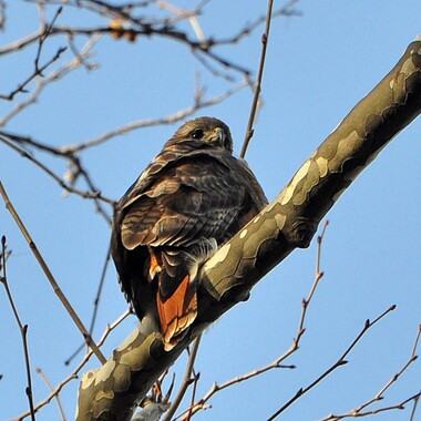 Red-tailed Hawks are frequently found sitting quietly in Manhattan's parks, like this adult in Highbridge Park. <a href="https://www.flickr.com/photos/rbs10025/8526023765/" target="_blank">Photo</a>: Robert/<a href="https://creativecommons.org/licenses/by-nc-nd/2.0/" target="_blank">CC BY-NC-ND 2.0</a>
