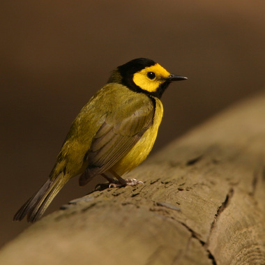 The Hooded Warbler (here a male) visits the wooded areas of Prospect Park every spring and fall. Photo: <a href="http://www.stevenanz.com/" target="_blank">Steve Nanz</a>
