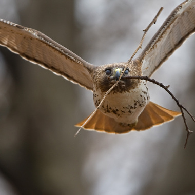 A Red-tailed Hawk carries nesting material. Photo: <a href="http://www.fotoportmann.com/" target="_blank" >François Portmann</a>
