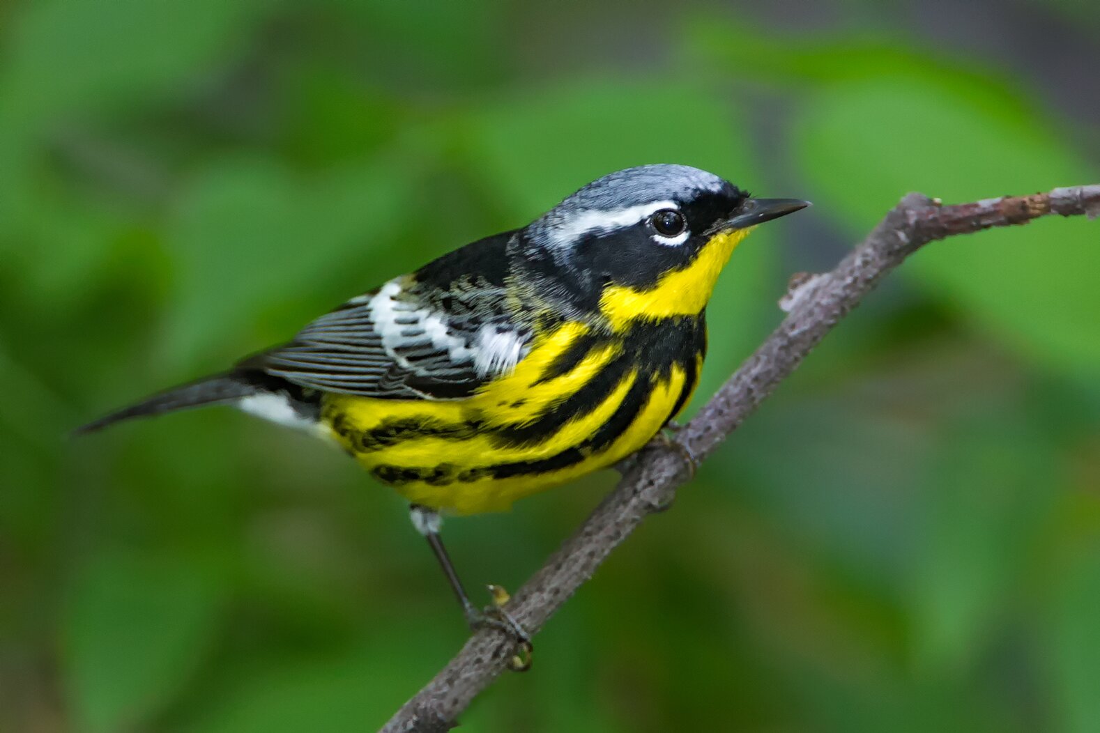 The orchard-like meadows and trees of Crotona Park are a great place to watch migrating songbirds like the Magnolia Warbler. Photo: Lloyd Spitalnik