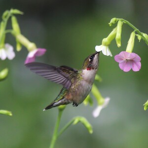 A young male Ruby-throated Hummingbird stops by Snug Harbor Botanical Garden on its way south, in late August. Photo: <a href="https://www.flickr.com/photos/89780664@N05/" target="_blank">Dave Ostapiuk</a>