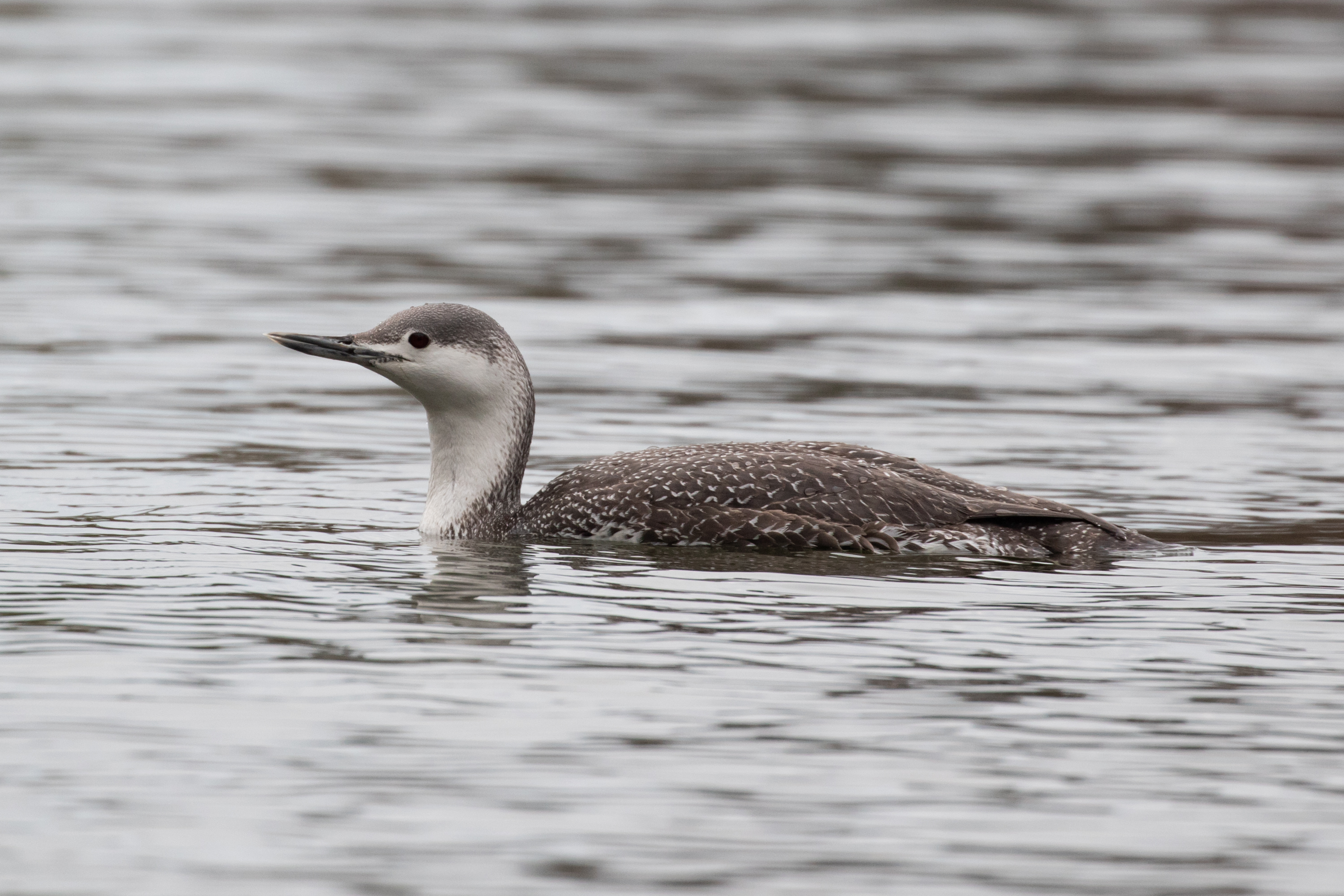 Unexpected waterbirds, such as this Red-throated Loon, frequently show up on Prospect Park’s waterways. Photo: <a href="https://www.flickr.com/photos/144871758@N05/" target="_blank">Ryan F. Mandelbaum</a>