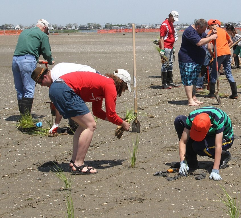 Marsh Planting in Jamaica Bay in partnership with American Littoral Society. Photo: Don Riepe