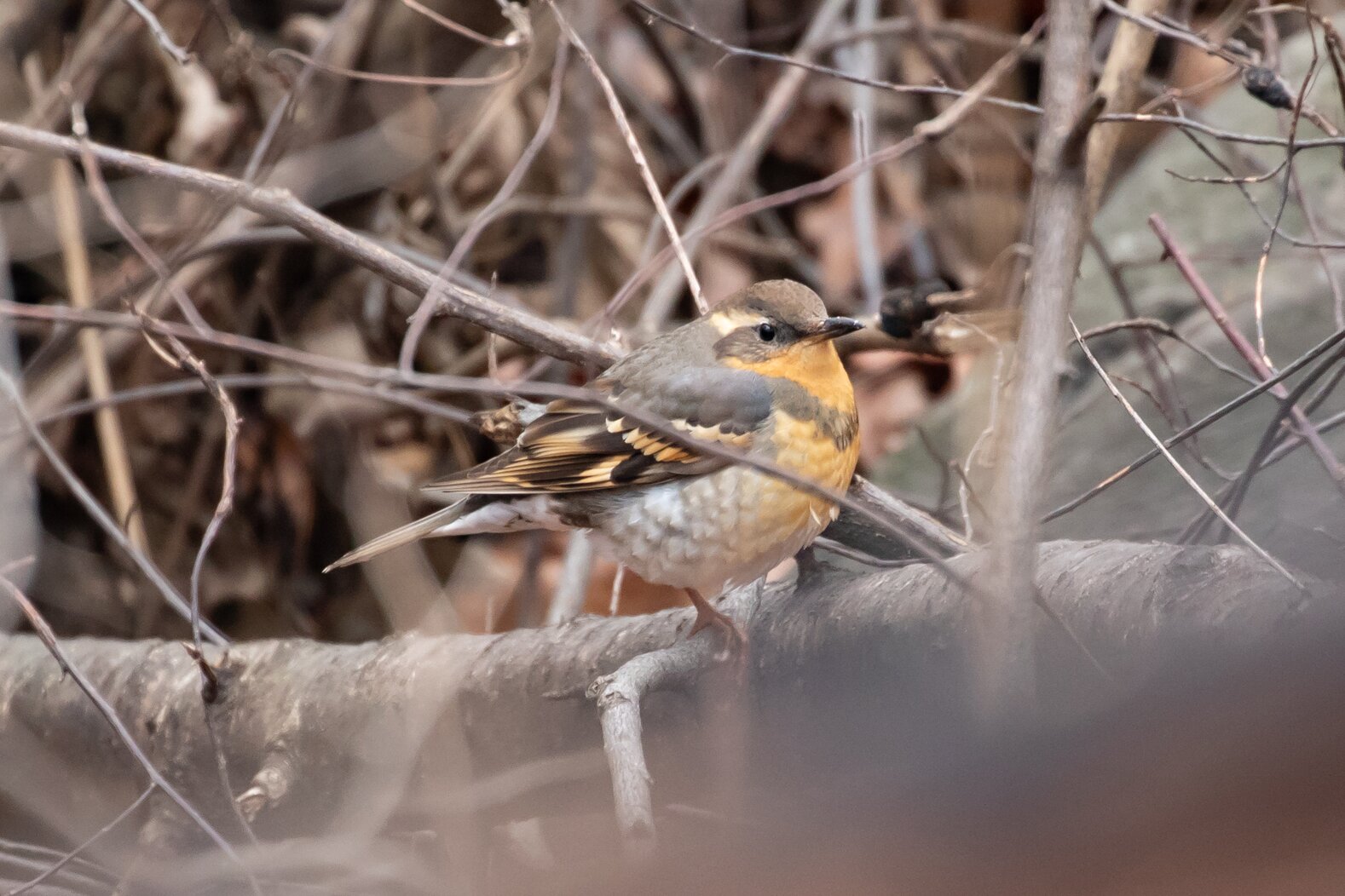A Varied Thrush, native to western North America, is among the rarities that have shown up in Prospect Park in recent years. Photo: Ryan F. Mandelbaum
