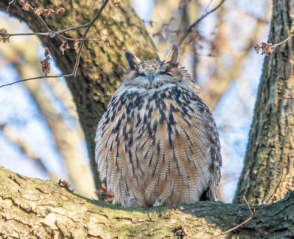 Flaco, the Eurasian Eagle-Owl, sits in a tree in Central Park. Photo: @Rhododendrites