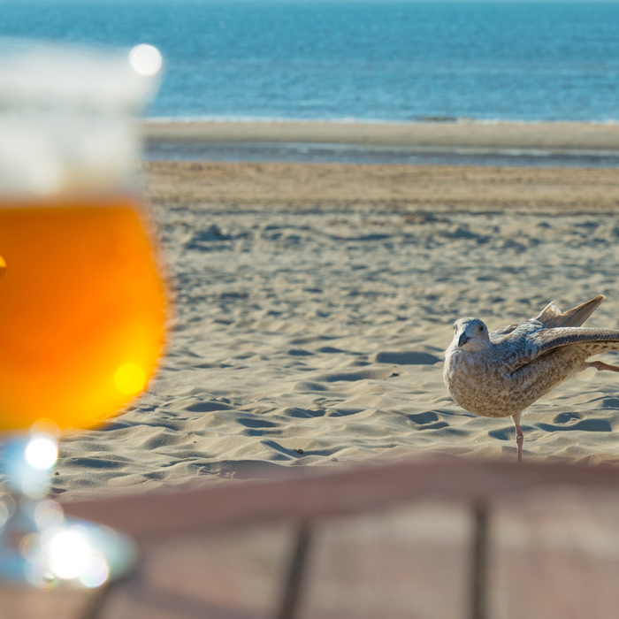 A stretching immature gull eyes a tasty prospect. © Marijs/Shutterstock