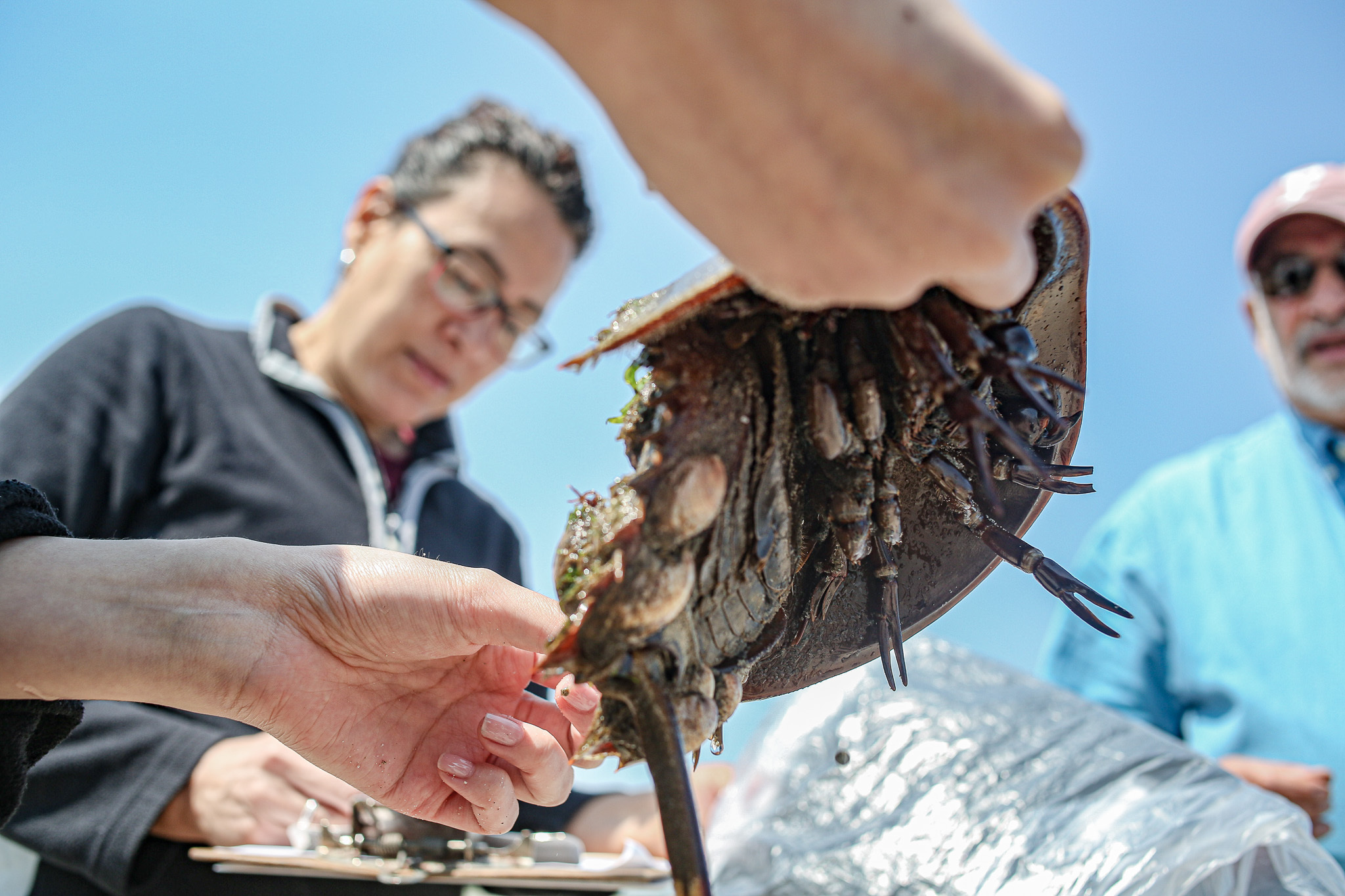 A volunteer holds up a Horseshoe Crab for documentation. Photo: Bianca Otero