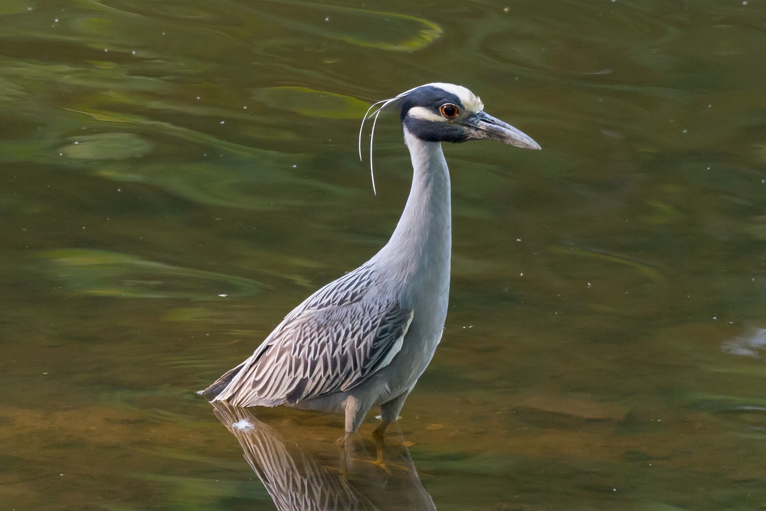 Yellow-crowned Night-Herons come to hunt for crabs and other crustaceans in Pugsley Creek. Photo: Bill VanderMolen/CC BY-NC 2.0