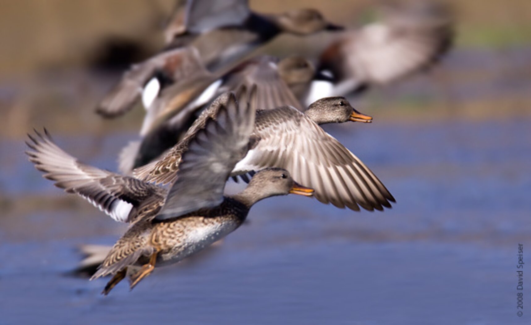Gadwall, easily identifed in flight by the white patch on their secondary feathers, are year-round residents at Goethals Pond. Photo: David Speiser