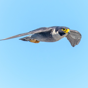 A Peregrine Falcon in Flight. Photo: Paul Balfe/CC BY 2.0