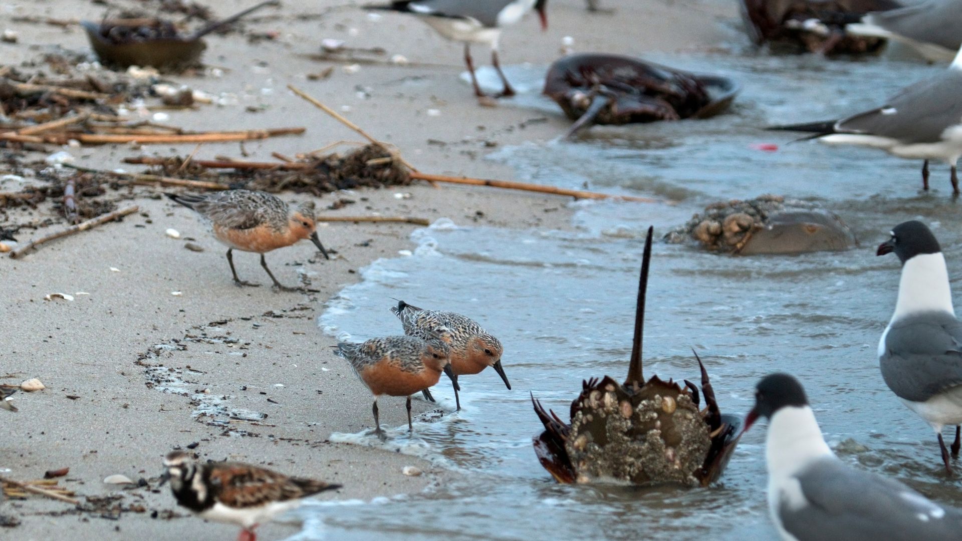 Red Knots and Laughing Gulls with Horseshoe Crabs at New Jersey Beach. Photo: milehightraveler / Getty Signature Images