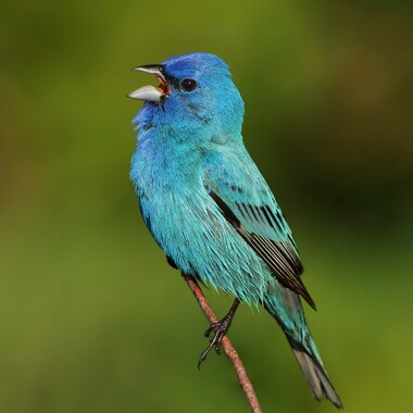 In recent years, Indigo Buntings have bred in Calvert Vaux Park. Photo: <a href="https://www.flickr.com/photos/120553232@N02/" target="_blank">Isaac Grant</a>