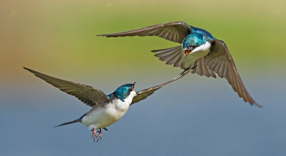 Tree Swallows breed (and tussle over territory) at Ridgewood Reservoir. Photo: Bob Feldman/Audubon Photography Awards