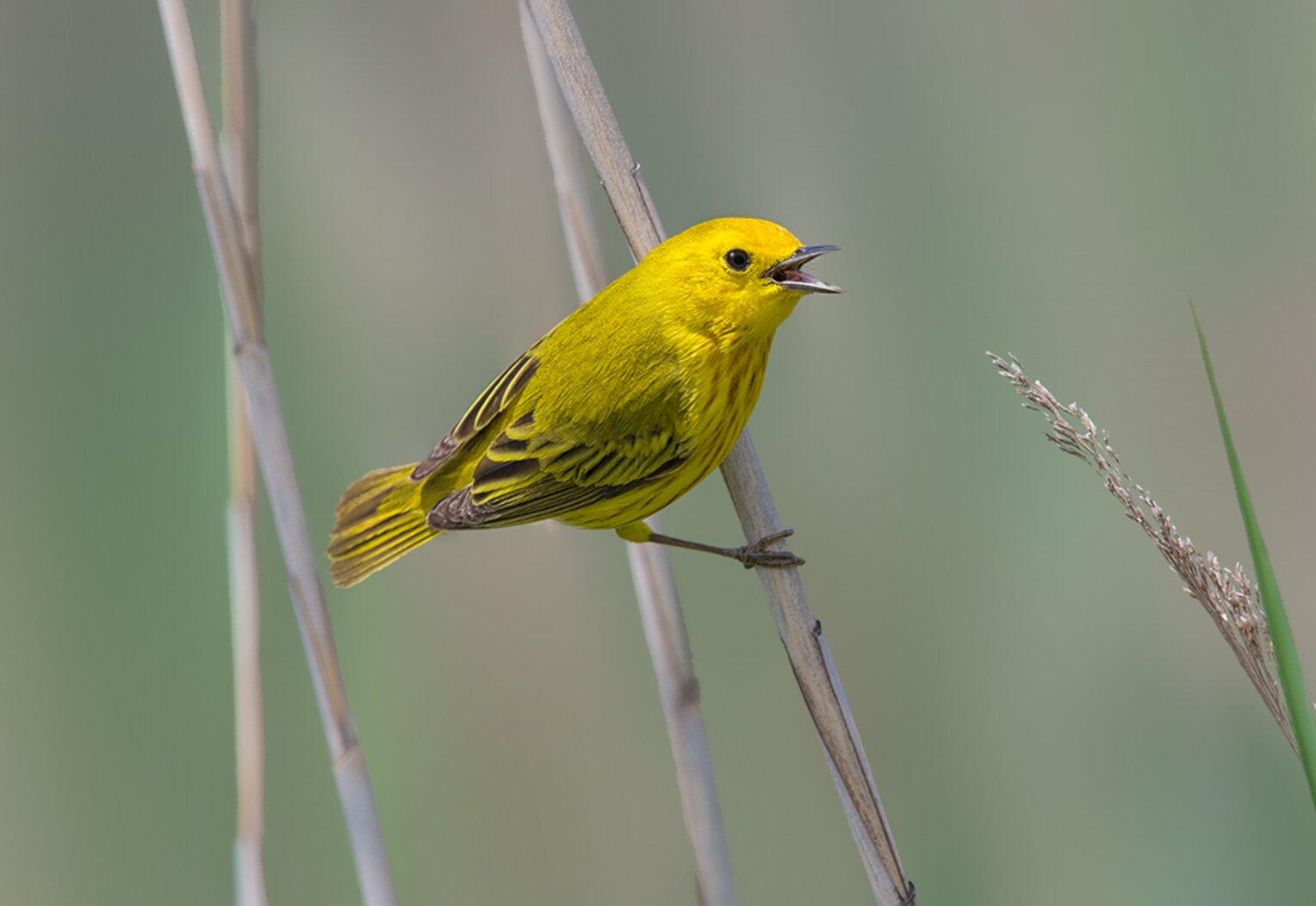 Yellow Warblers are among the songbirds that likely breed in Sound View Park. Photo: David Speiser