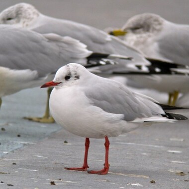 Unusual gulls like this Black-headed Gull are frequently found along Gravesend Bay in the wintertime. Photo: Richard Fried