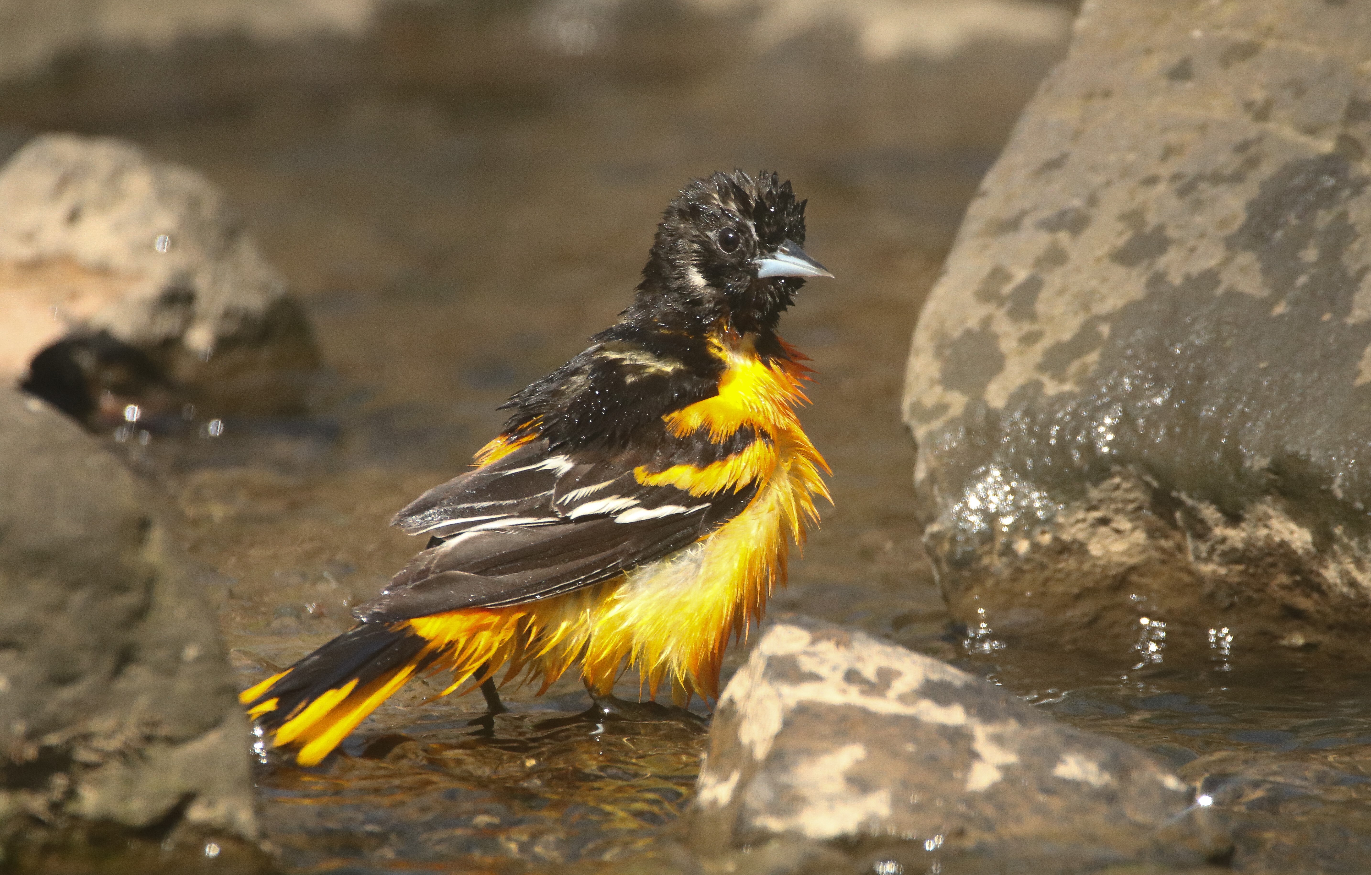 Nesting birds like the Baltimore Oriole may come for a dip at Clove Lakes Park. Photo: Dave Ostapiuk