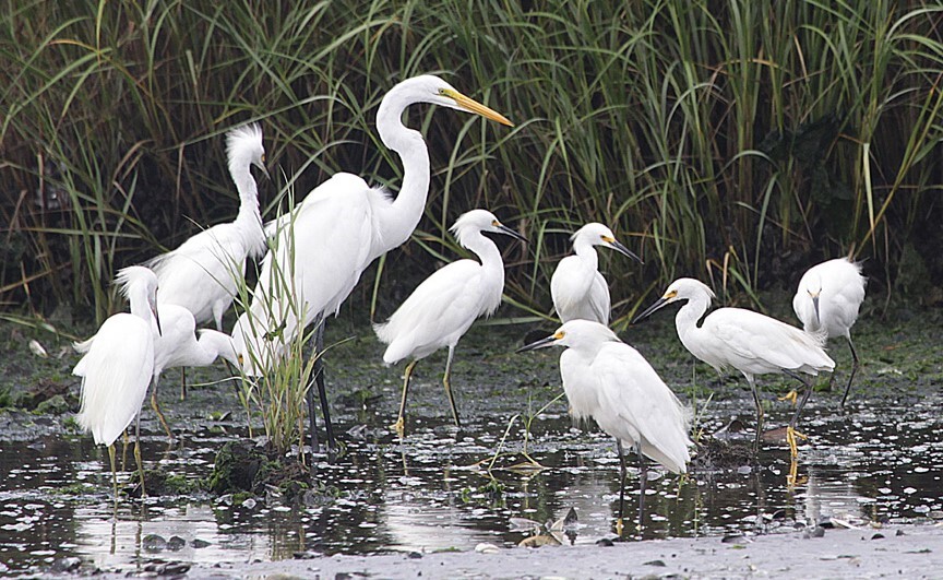 Jamaica Bay Wildlife Refuge can offer startling numbers of Great and Snowy Egrets. Photo: Don Riepe
