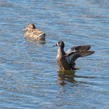 This male Blue-winged Teal (right) stopped by Marine Park during migration, joining a female Gadwall. 
Photo: <a href="https://www.flickr.com/photos/144871758@N05/" target="_blank">Ryan F. Mandelbaum</a>